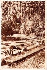 AMS# - ILUSTRATA/VEDERE SLANIC-MOLDOVA, VEDERE DIN PARC 1957, CIRCULATA