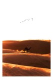 Tablou Canvas, "Călătorie &icirc;n deșertul auriu", Deșert, Camel, Apus, Siluete, Dune, Călătorie, Păsări, Cer, Peisaj, Lumină, 26 x 39 cm, CMCLASS
