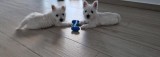 Vand puiut West Highland White Terrier