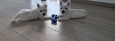 Vand puiut West Highland White Terrier