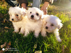 Pui bichon maltez albi foto