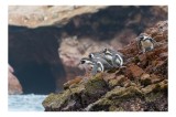 Tablou Canvas, "Pinguinii așteaptă valul potrivit", Pinguini, St&acirc;nci, Ocean, Grote, Natură, Apă, Rezervație, Habitat, Pene, Animale, 39 x 26 cm, CMCLA