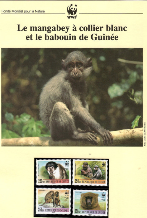 Guineea 2000-Mangabey cu guler alb+babuin guineean,set WWF,6poze,MNH(descrierea)