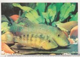 bnk cp Constanta - Acvariu - Herotilapia multispinosa America - necirculata