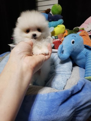 pomeranian boo foto