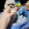 pomeranian mini