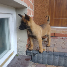 Pui de Malinois Belgian de rasă