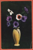 AS - C.P. ANEMONE, CIRCULATĂ (STAREA CARE SE VEDE)