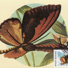 C4005 - Romania 1991 - carte maxima fluturi