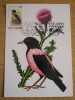 C12 - maxima Romania - tematica pasari 22 - prima zi a emisiunii sau expozitii, Romania de la 1950, Fauna