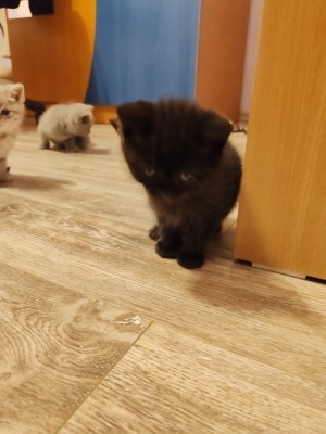 Pisici de vanzare foto