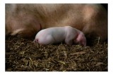 Tablou Canvas, "Puiul de porc adormit l&acirc;ngă mamă", Purceluș, Adăpost, Odihnă, Paie, Căldură, Natură, Maternitate., 39 x 26 cm, CMCLASS