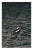 Tablou Canvas, "Puffin singur pe valuri &icirc;ntunecate", Solitudine, Ocean, Puffin, Melancolie, Valuri, Singurătate, Contrast, Liniște, Eleganță, Natură,