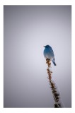 Tablou Canvas, "Pasărea albastră pe creanga &icirc;nzăpezită", Pasăre, Albastră, Cer, V&acirc;rf, Ramură, Zăpadă, Iarnă, Singurătate, Natură, Frig., 26 x 39 cm, C