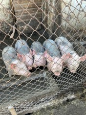 Vand purcei rasa pietrain