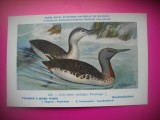 HOPCT 6320 COLYMBUS STELLATUS -PASARI DE APA -FAUNA EUROPA-CP CHROMO LITHO -MUZEUL REGAL STIINTE NATURALE BELGIA-NECIRCULATA, Printata
