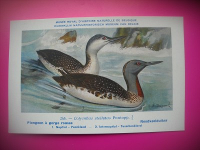 HOPCT 6320 COLYMBUS STELLATUS -PASARI DE APA -FAUNA EUROPA-CP CHROMO LITHO -MUZEUL REGAL STIINTE NATURALE BELGIA-NECIRCULATA foto