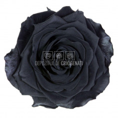 Trandafiri Criogenati PREMIUM BLACK (Ø7-8,5cm; set 4 buc /cutie)