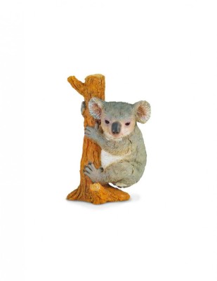 Koala - Collecta foto