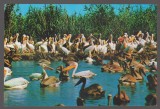 CPIB 24017 - CARTE POSTALA - DELTA DUNARII. PELICANI, SCRISA SI NECIRCULATA, DATATA: 1973