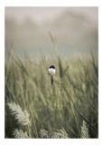 Tablou Canvas, "Pasărea singuratică &icirc;n c&acirc;mpul de iarbă", Pasăre, Luncă, Delicatețe, Natură, Măreție, Linie, Verde, C&acirc;mpie, Solitudine, Armonie, 26 x 3