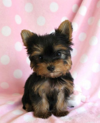 Vinzare catei yorkshire terrier mini toy foto