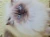 British Longhair Colorpoint,2 ani,sterilizata