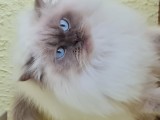 British Longhair Colorpoint,2 ani,sterilizata
