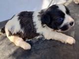 Cățeluși bichoni