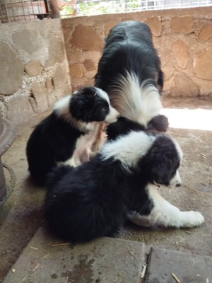Pui Border collie foto
