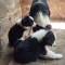 Pui Border collie