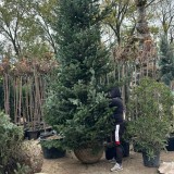 Vand brazi naturali de craciun 4-5 metri Abies normandian