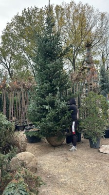 Vand brazi naturali de craciun 4-5 metri Abies normandian foto