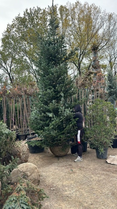 Vand brazi naturali de craciun 4-5 metri Abies normandian