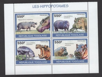 TOGO 2010 FAUNA ANIMALE SALBATICE HIPOPOTAMI foto
