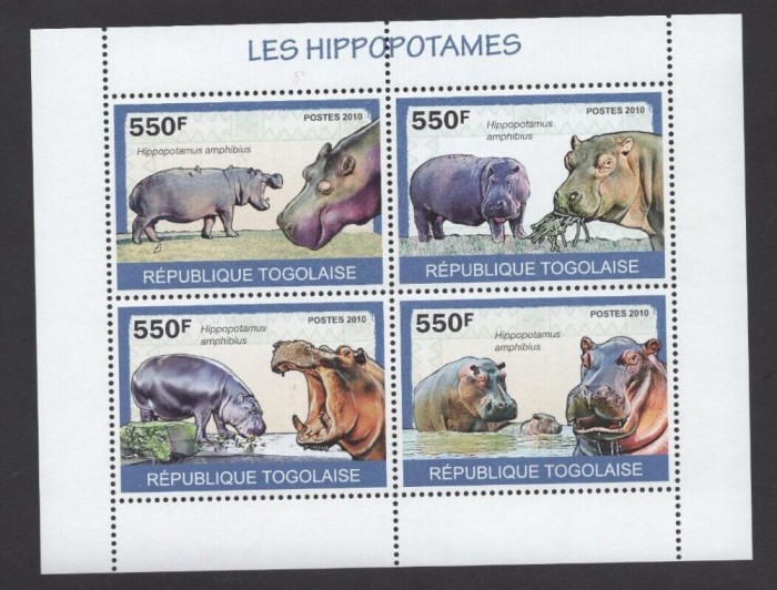 TOGO 2010 FAUNA ANIMALE SALBATICE HIPOPOTAMI