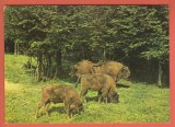 AS - C.P. HAȚEG, REZERVAȚIA DE ZIMBRI, ROM&Acirc;NIA, CIRCULATĂ (STAREA CARE SE VEDE)