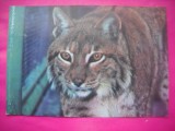 HOPCT 10904 RASUL CARPATIC -LYNX LYNX -FAUNA-ROMANIA -NECIRCULATA