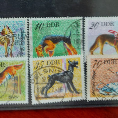 TS21 - Timbre serie DDR - 1976 Mi2155 60 Catei de rasa Animale Fauna