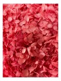 Tablou Canvas, "Splendoarea delicată a florilor uscate", Flori, Roz, Textura, Plante, Petale, Delicat, Abundenta, Naturalețe, 26 x 39 cm, CMCLASS
