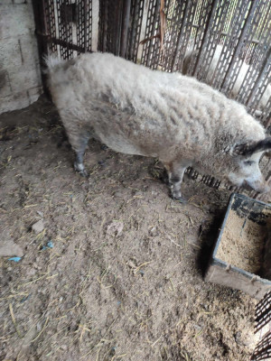 Vand scroafă mangalita foto