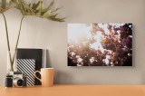 Tablou Canvas, "Splendoarea florilor sub razele soarelui", Flori, Sakura, Soare, Primăvară, Cer, Ramuri, Roz, Natură, Lumină, 39 x 26 cm, CMCLASS
