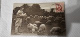 Carte postala Salutari din Romania , cioban