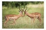 Tablou Canvas, "&Icirc;nt&acirc;lnirea grațioasă a antilopelor &icirc;n savană", Cele două antilope, Natură, Serengeti, Hornuri, Iarbă, Interacțiune, Simetrie, Sălbătic