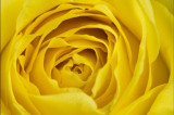 Fototapet autocolant Trandafir galben, 300 x 200 cm