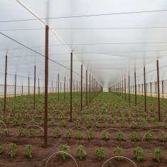 Folie termica 3,5 m latime