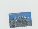 bnk card Cartele telefonice - Coreea de Sud - fauna - pasari - Black Tailed Gull (Letter J) - Col:MO9801101 (J)
