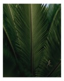 Tablou Canvas, "Frunzele delicate ale naturii tropicale", Verde, Textură, Simetrie, Frunziș, Natură, Frunză, Detaliu, Plante, Organic, Vitalitate, 26