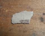 Peste fosil Oligocen