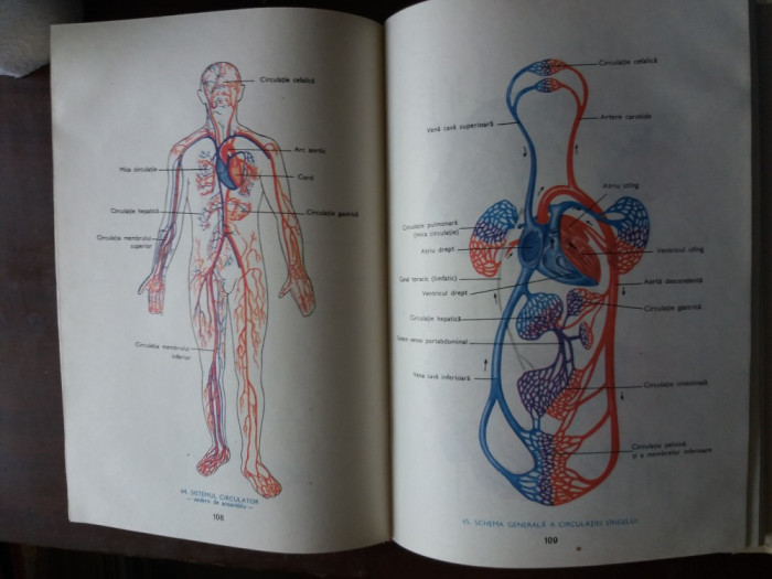 mic atlas de anatomia omului dem. theodorescu